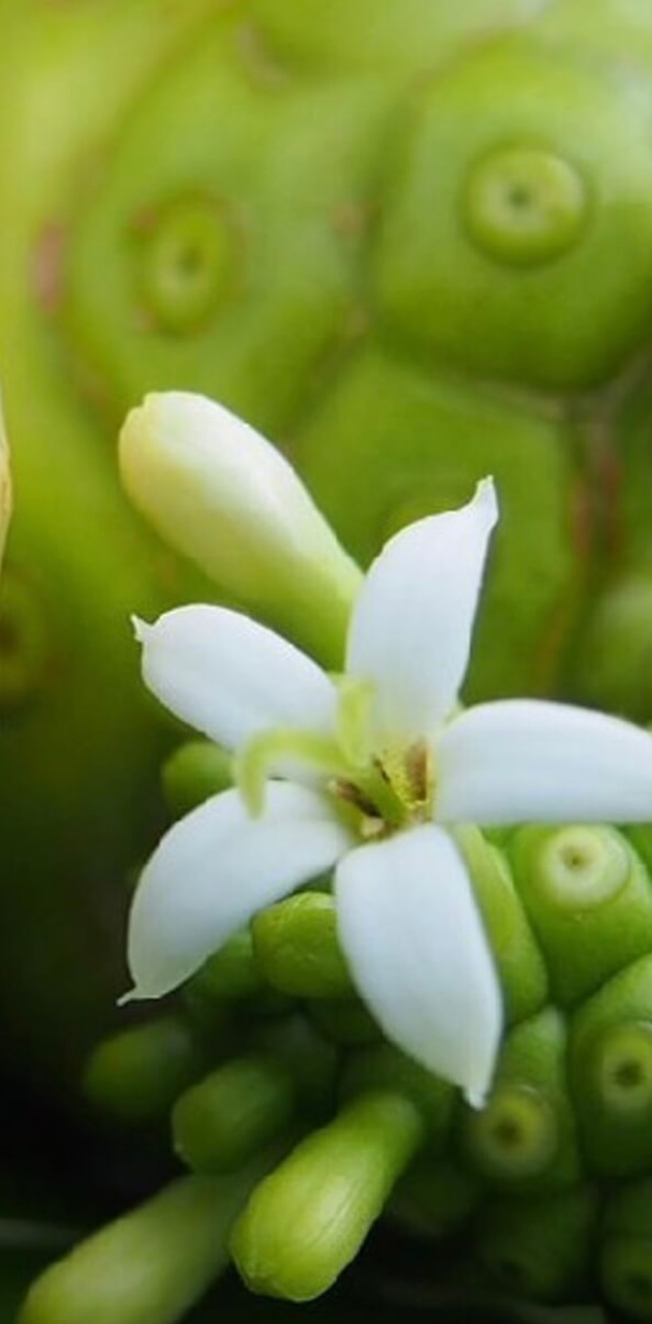 ノニマイページ！